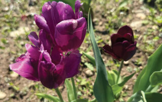 Wicked Tulips Flower Farm
