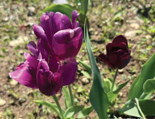 Wicked Tulips Flower Farm