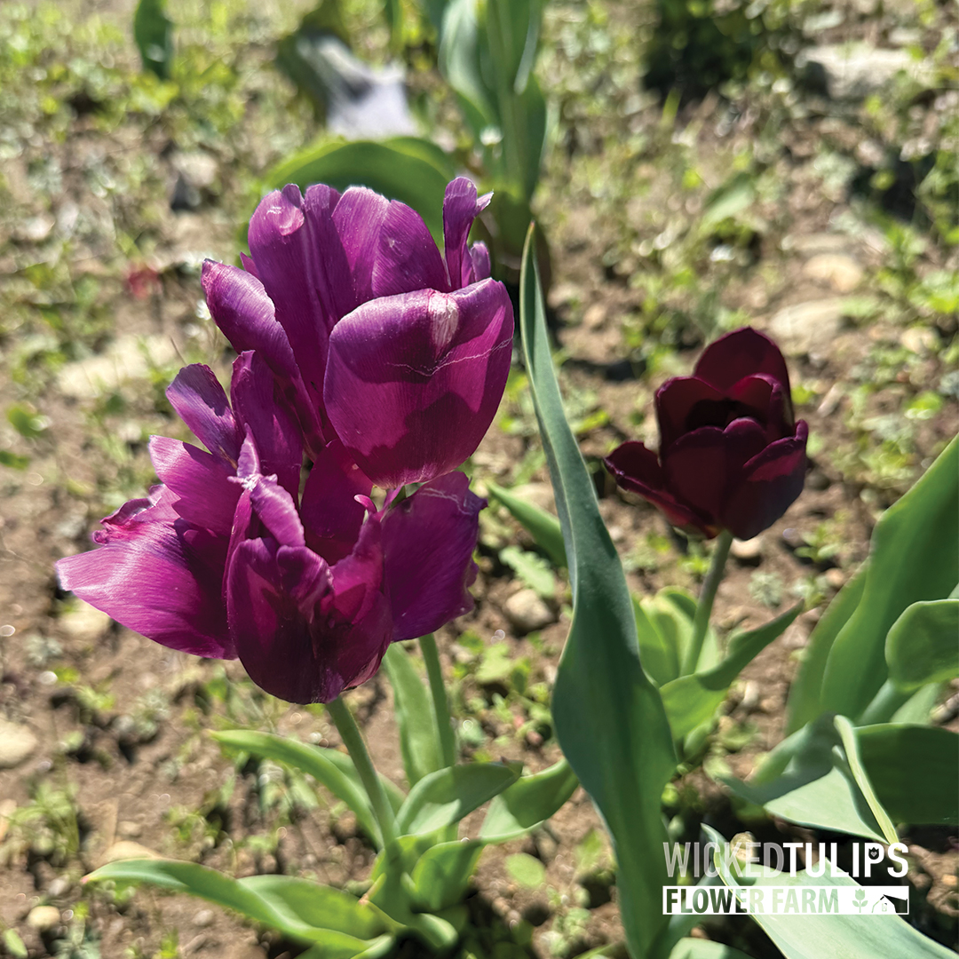 Wicked Tulips Flower Farm
